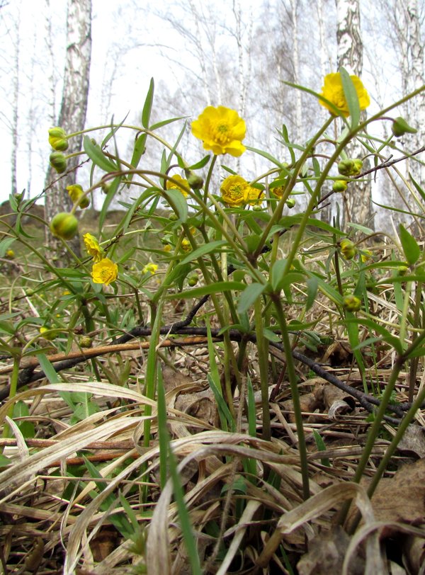 Изображение особи Ranunculus monophyllus.