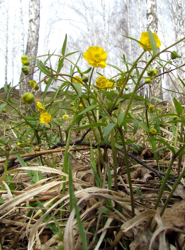 Image of Ranunculus monophyllus specimen.