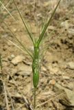 род Aegilops. Соцветие. Крым, Карадаг, подножье горы Карагач. 7 мая 2012 г.
