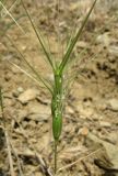 Aegilops