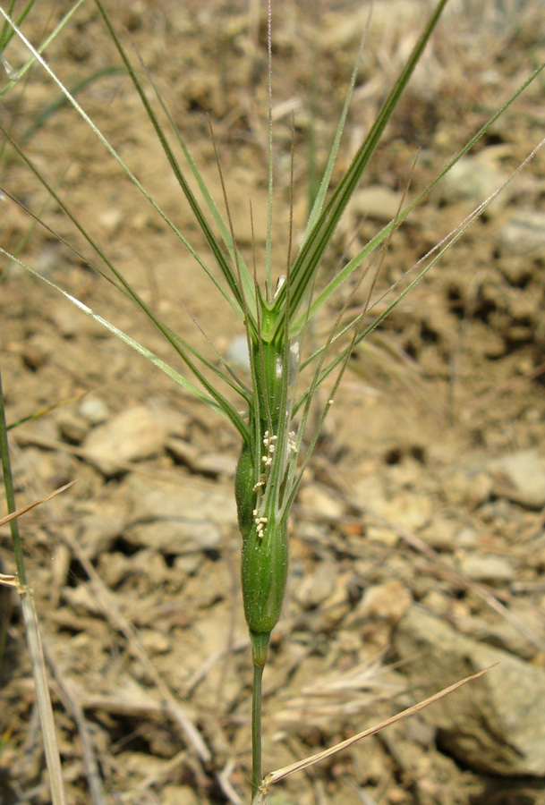 Изображение особи род Aegilops.