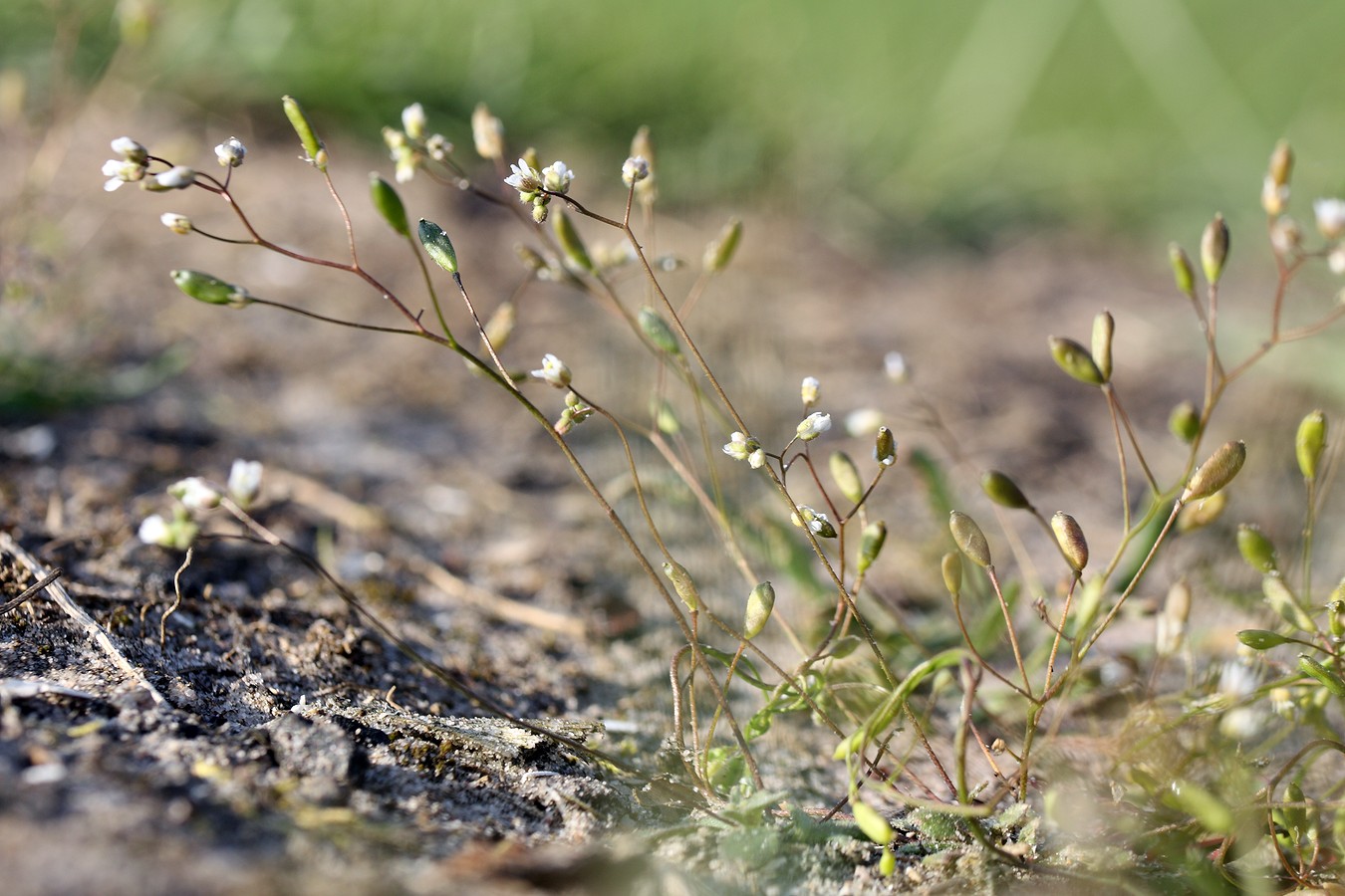 Изображение особи Erophila verna.