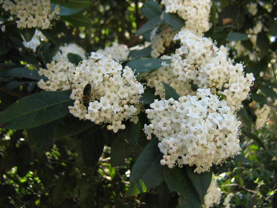 Изображение особи Viburnum tinus.