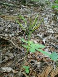 Cardamine quinquefolia