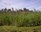 Chamaenerion angustifolium. Заросли цветущих растений на берегу водоёма. Курская обл., г. Железногорск, вдхр. на р. Погарщина. 27 июня 2007 г.