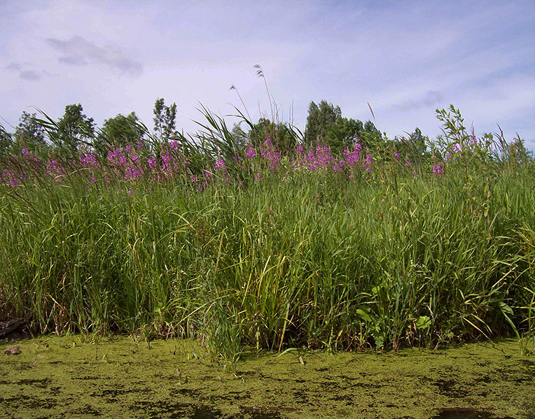 Image of Chamaenerion angustifolium specimen.