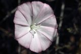 Convolvulus pseudocantabrica