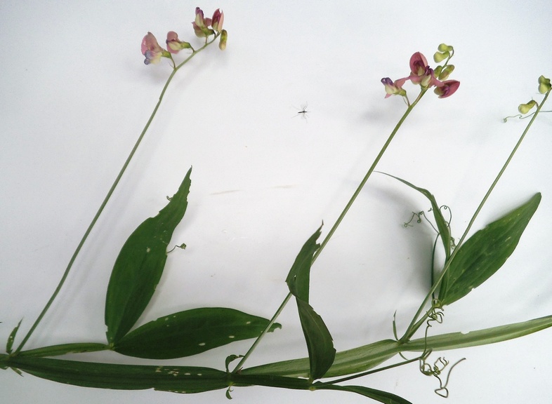 Изображение особи Lathyrus sylvestris.