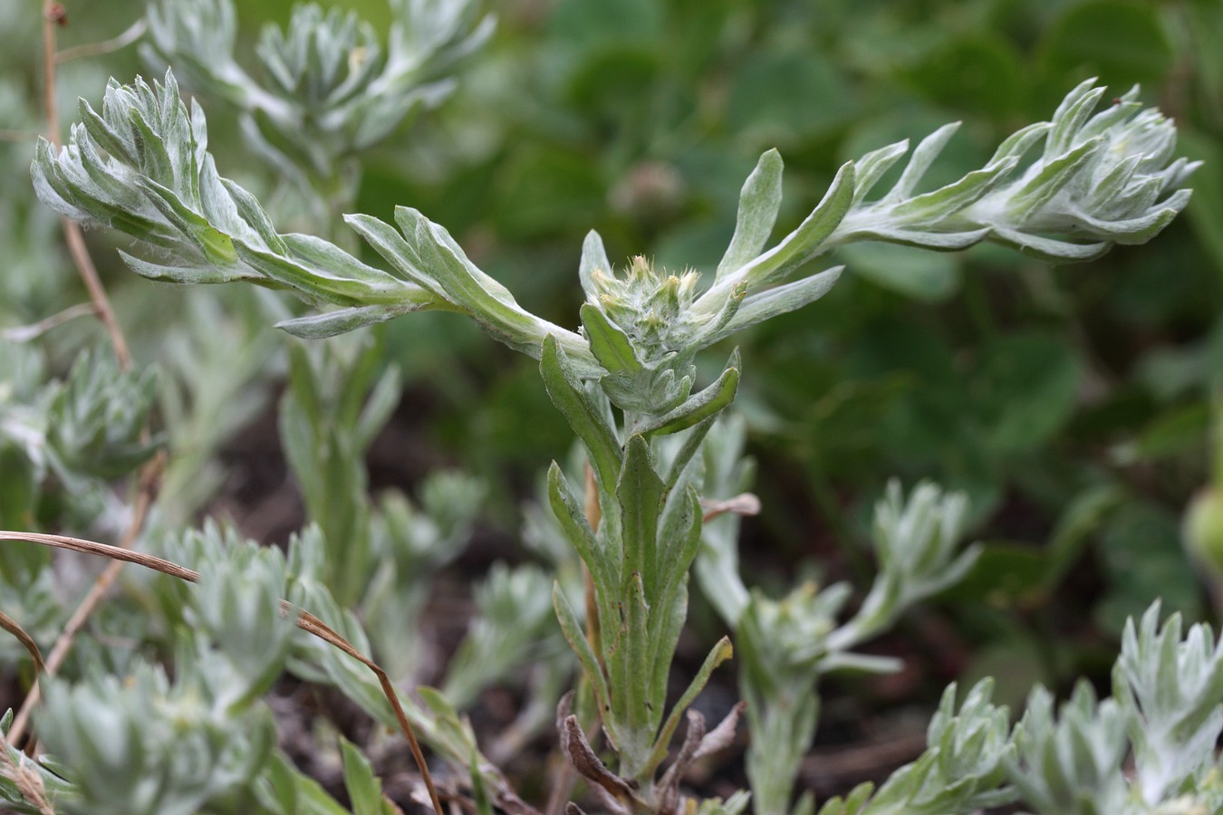 Image of Filago pyramidata specimen.