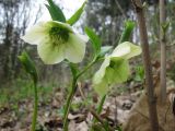 Helleborus caucasicus