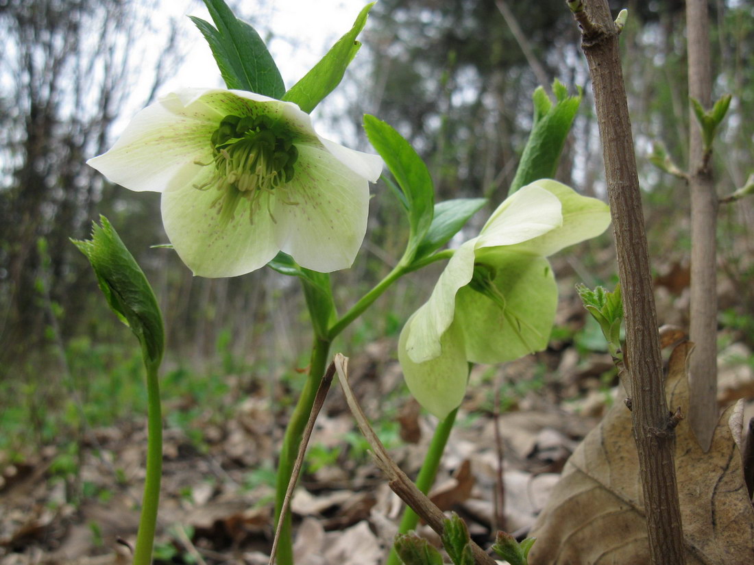 Image of Helleborus caucasicus specimen.