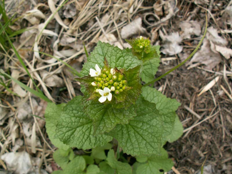 Image of Alliaria petiolata specimen.