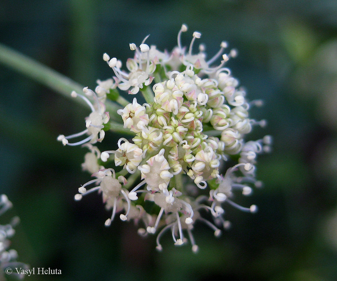 Изображение особи Angelica sylvestris.