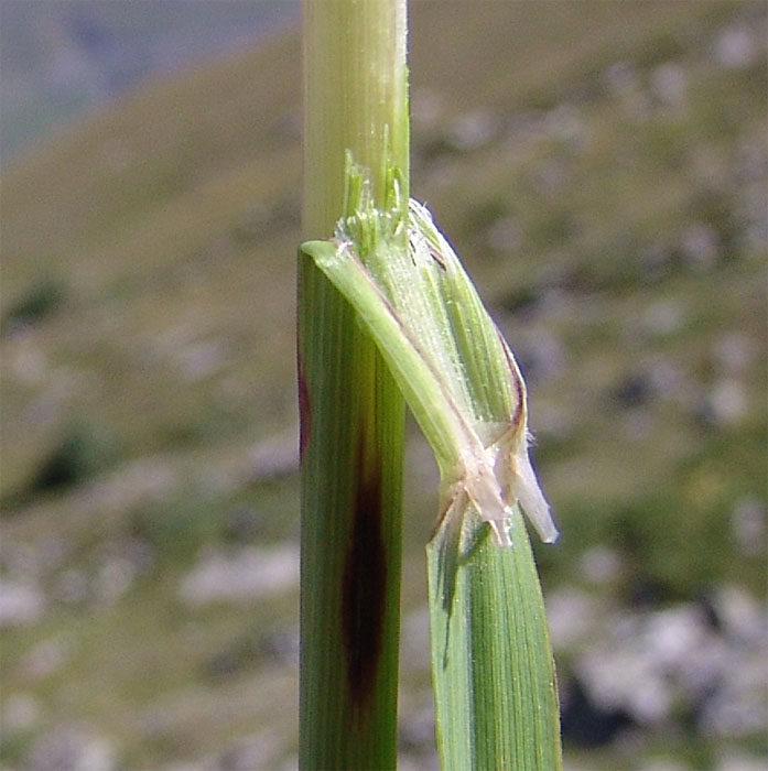 Image of Calamagrostis caucasica specimen.