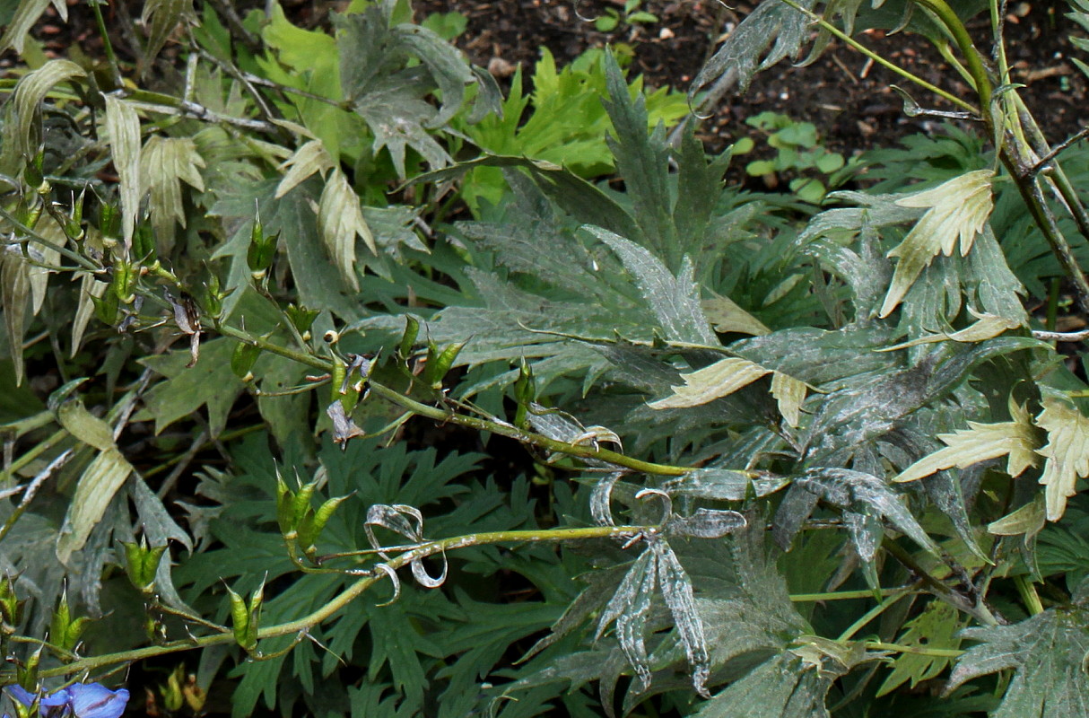 Image of Delphinium &times; phoeniceum specimen.