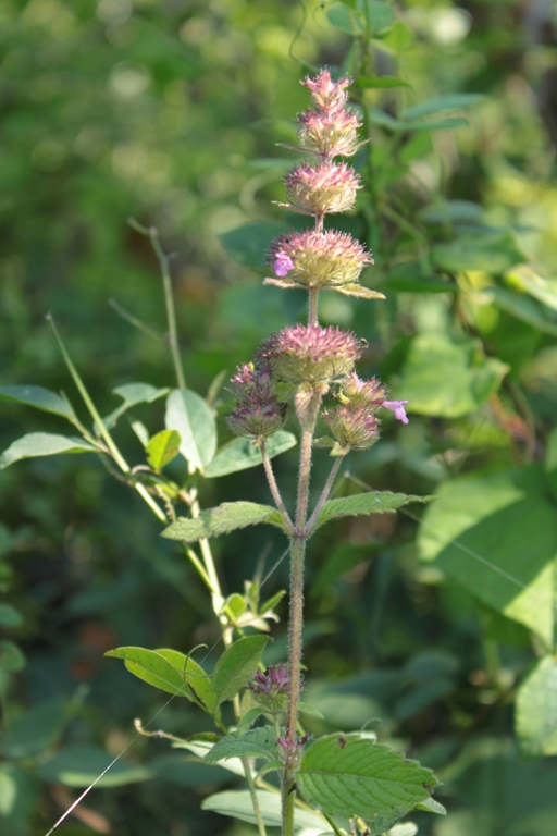 Изображение особи Clinopodium chinense.