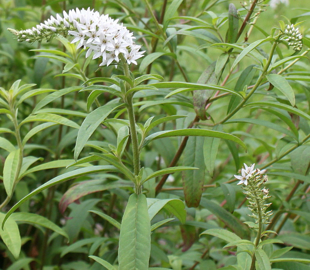 Image of Lysimachia barystachys specimen.