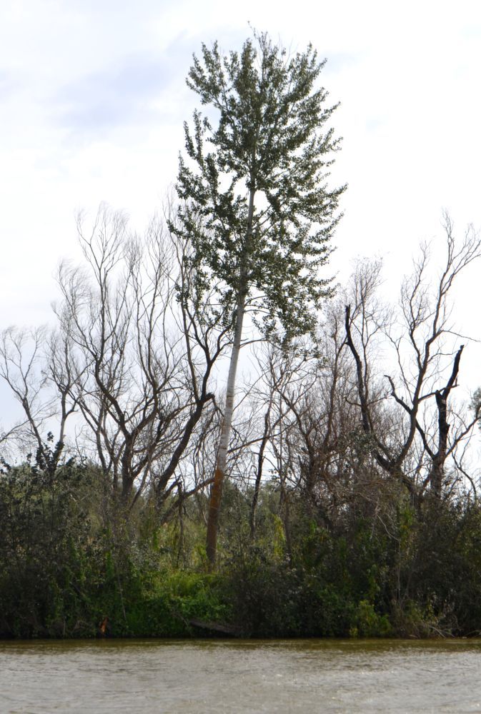 Image of Populus alba specimen.