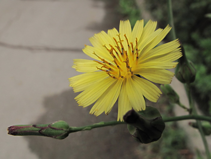 Изображение особи Lactuca indica.