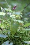 Maianthemum bifolium. Плодоносящее растение. Карельский перешеек, окр. Сертолово. 19.09.2009.