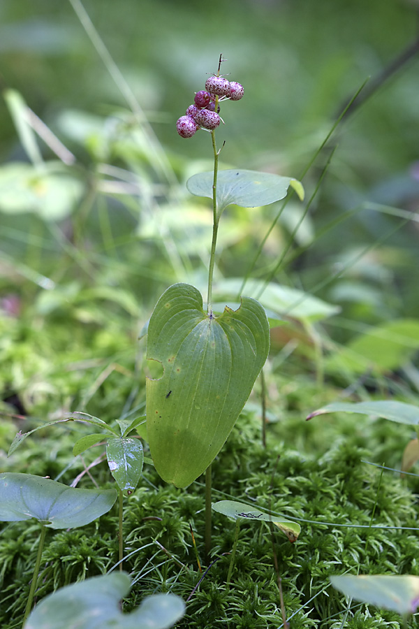 Изображение особи Maianthemum bifolium.