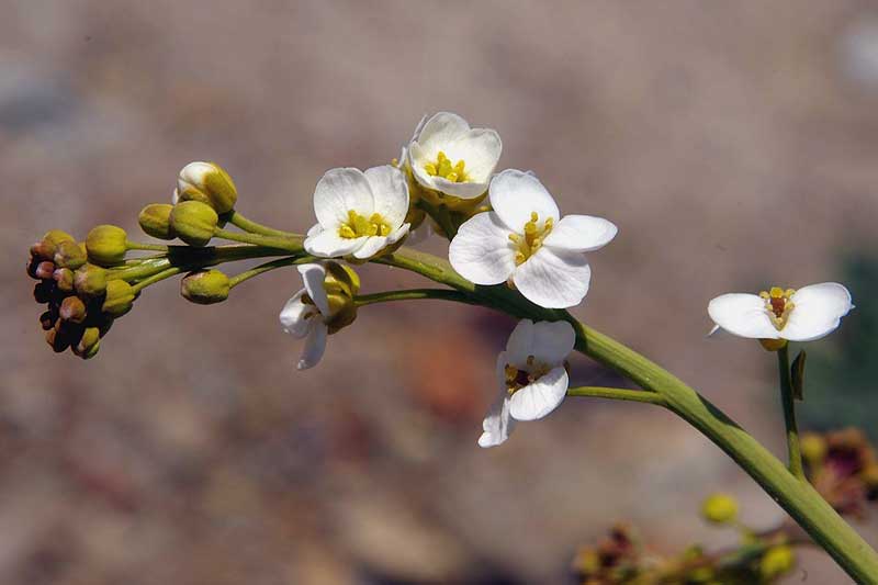 Изображение особи Crambe koktebelica.