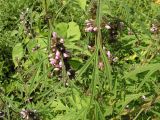 Leonurus japonicus