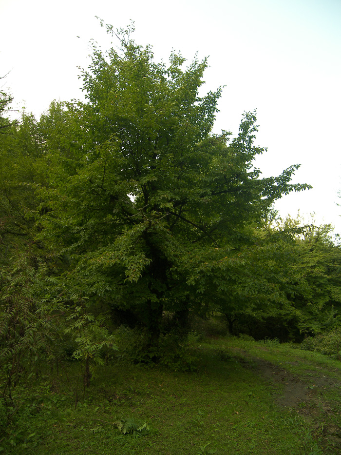Image of Parrotia persica specimen.