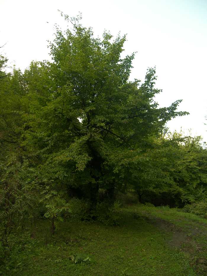 Изображение особи Parrotia persica.