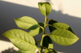 Ilex aquifolium. Верхушка побега ('J. C. van Tol'); видна обратная сторона листьев. Германия, г. Кемпен, в культуре. 11.11.2012.