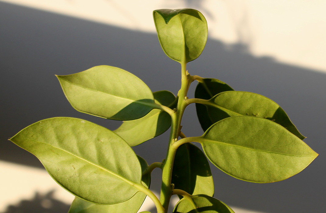 Изображение особи Ilex aquifolium.