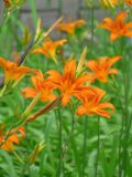 Hemerocallis fulva