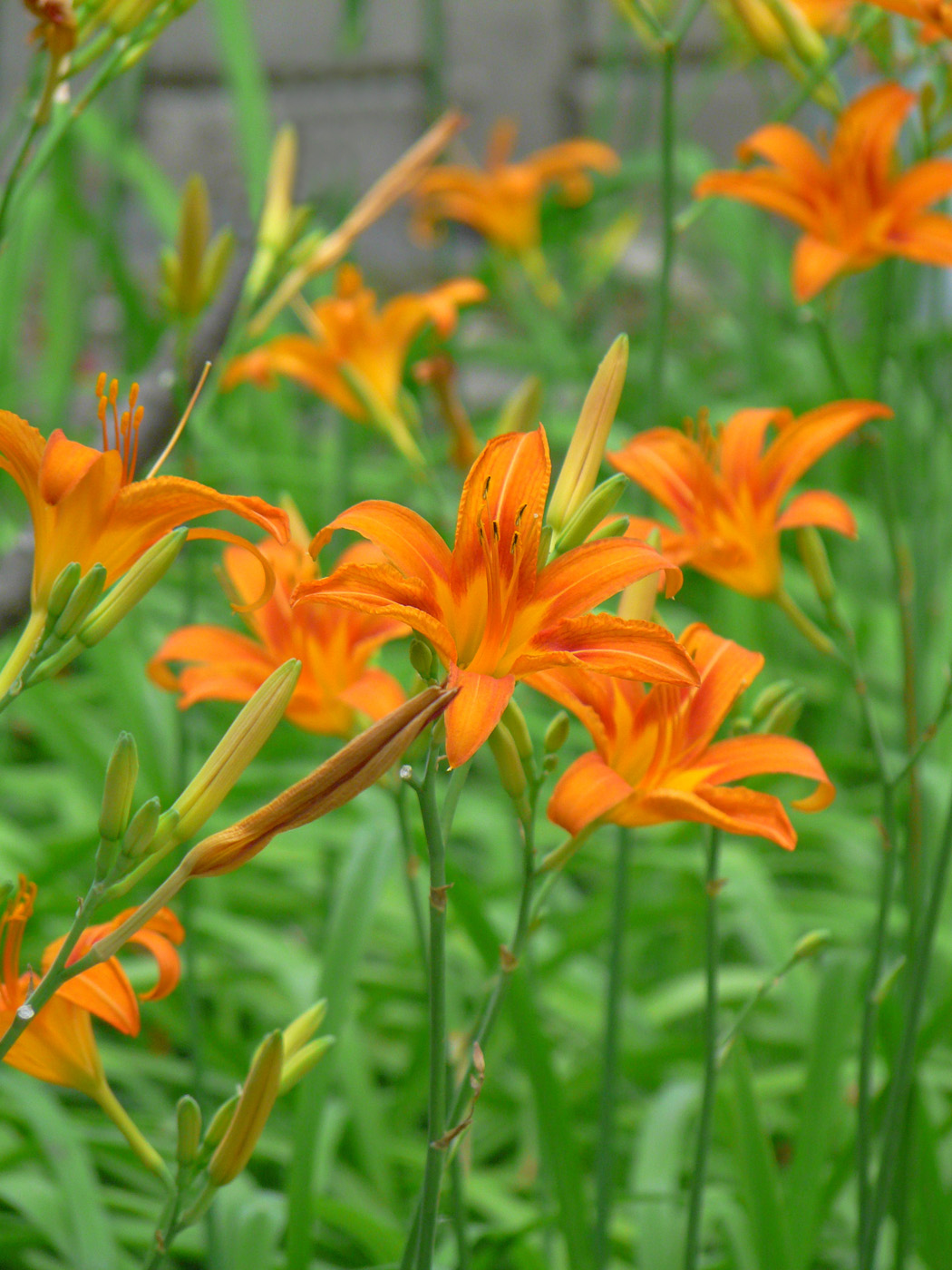 Изображение особи Hemerocallis fulva.