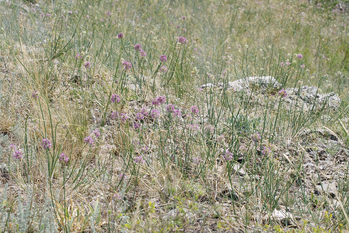 Изображение особи Allium cretaceum.