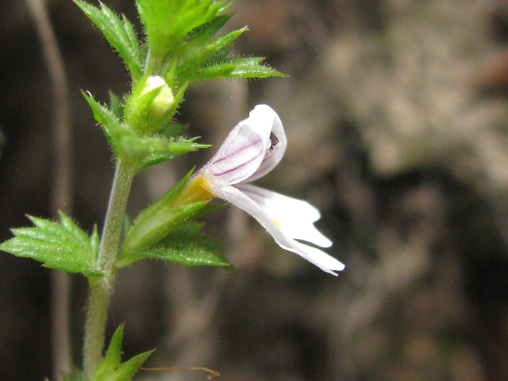 Изображение особи Euphrasia rostkoviana.