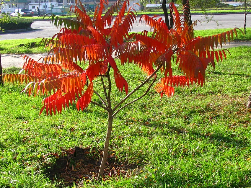 Изображение особи Rhus typhina.