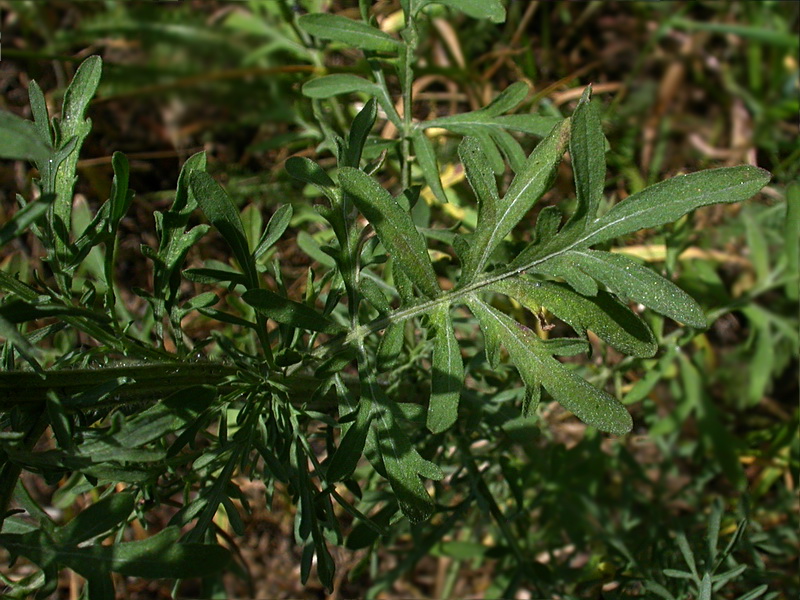 Image of Centaurea stoebe specimen.