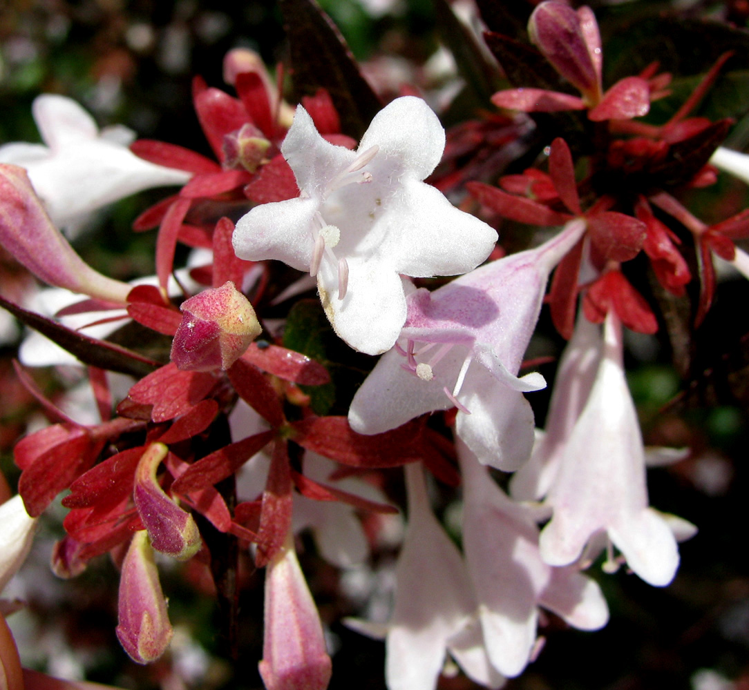 Изображение особи Abelia &times; grandiflora.