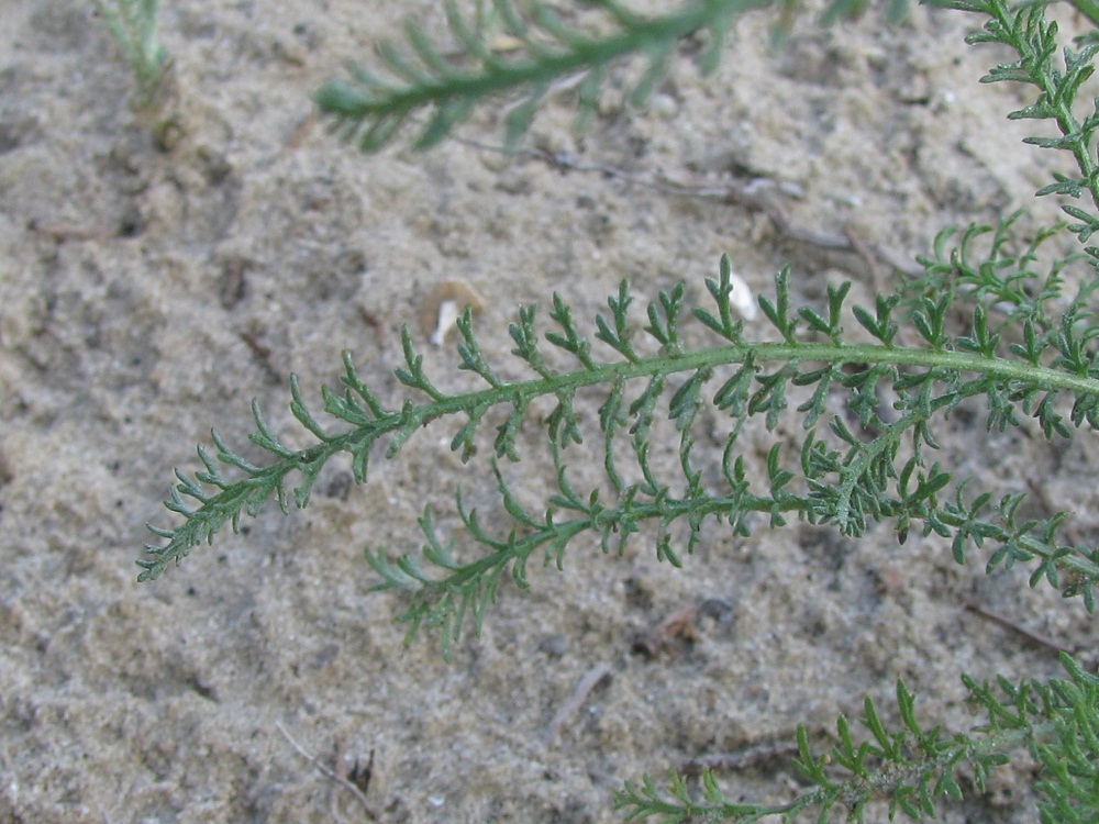 Изображение особи Achillea micrantha.