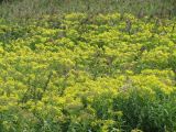 Senecio sarracenicus