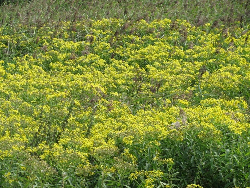 Image of Senecio sarracenicus specimen.