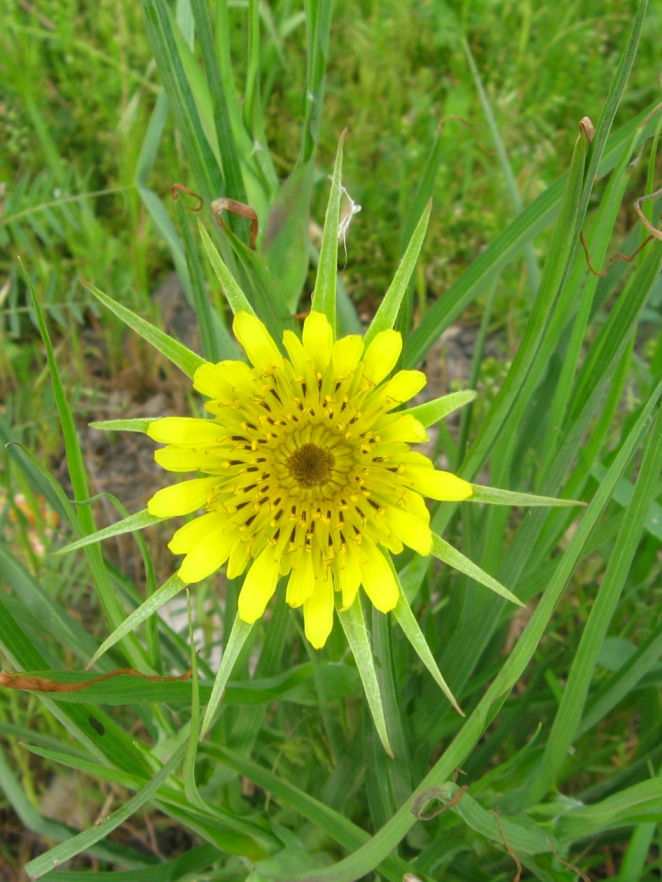 Изображение особи Tragopogon dubius ssp. major.