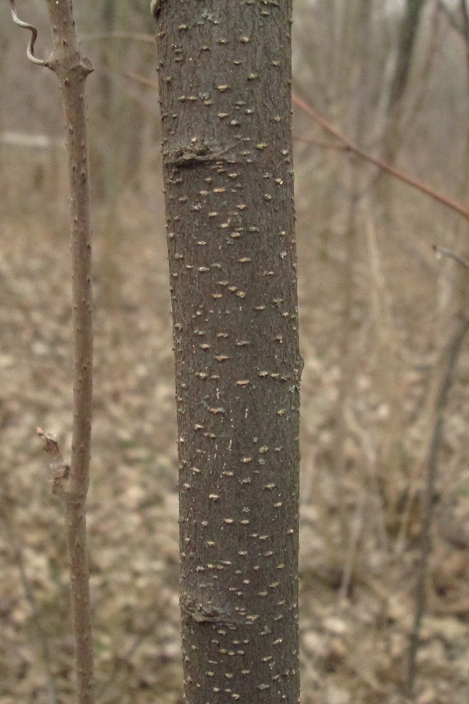 Изображение особи Celtis australis.