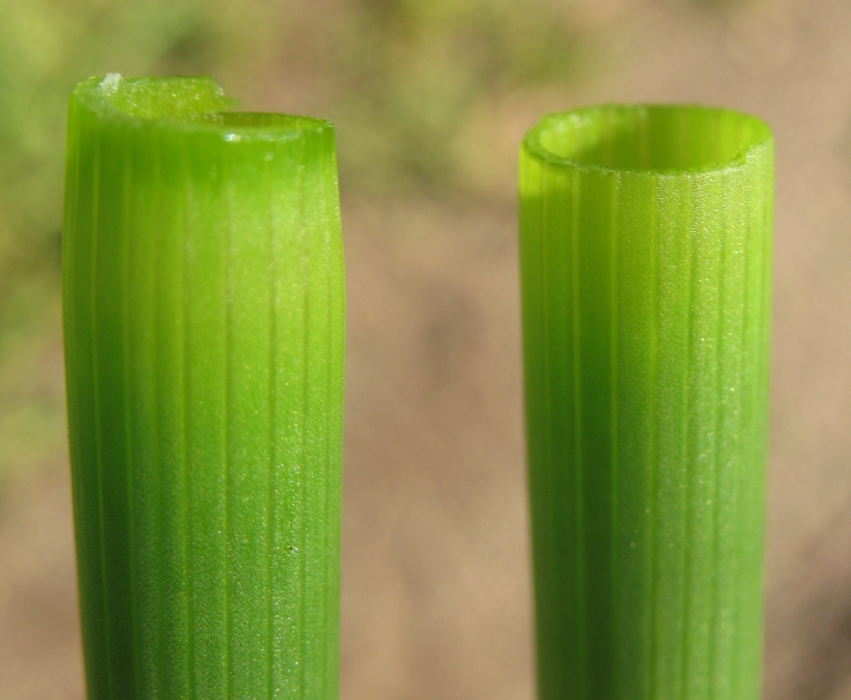 Изображение особи Equisetum fluviatile.