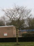 Cerasus subhirtella. Взрослое дерево. Германия, г. Кемпен, на прицерковной площади. 28.03.2013.