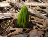 genus Veratrum