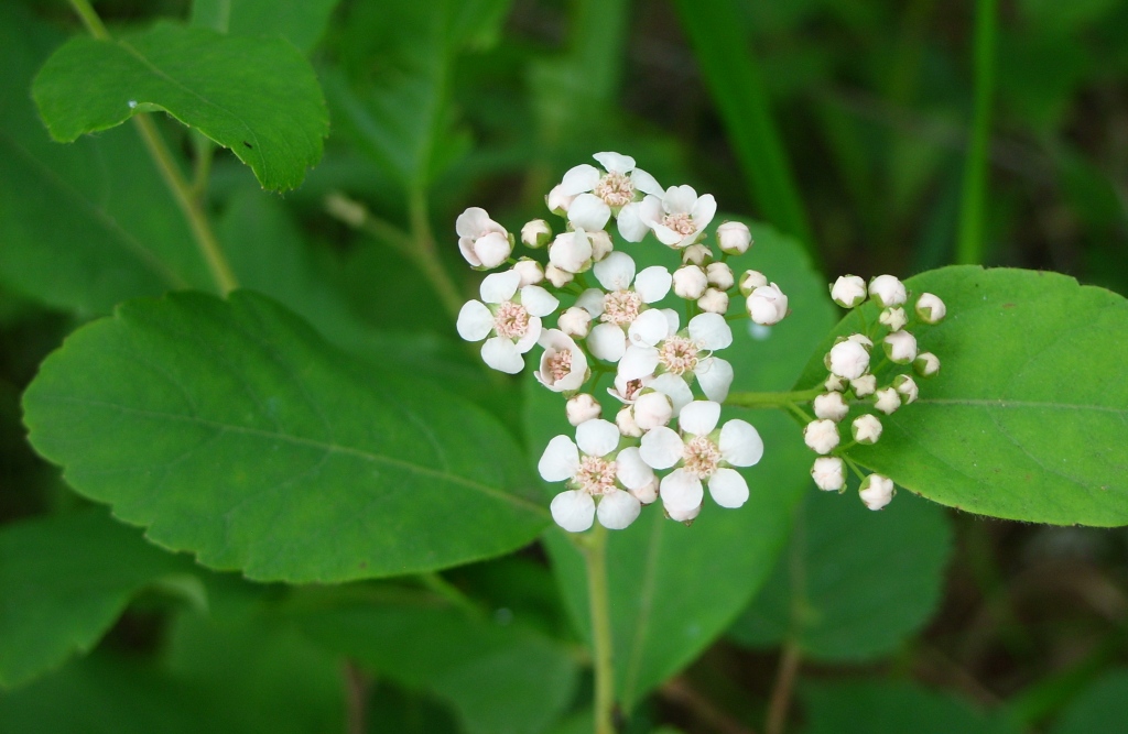 Image of Spiraea betulifolia specimen.