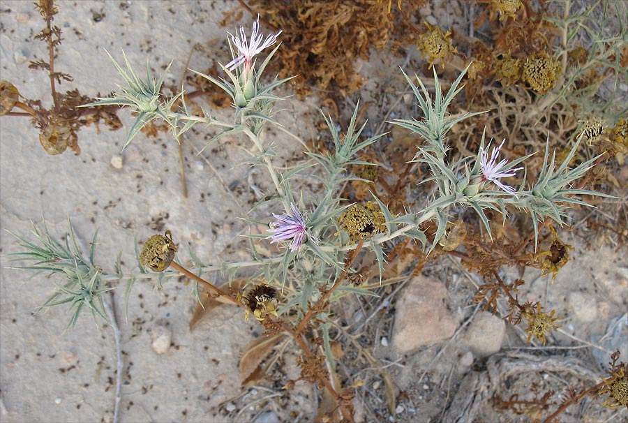 Image of Carthamus tenuis specimen.