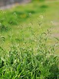 Capsella bursa-pastoris