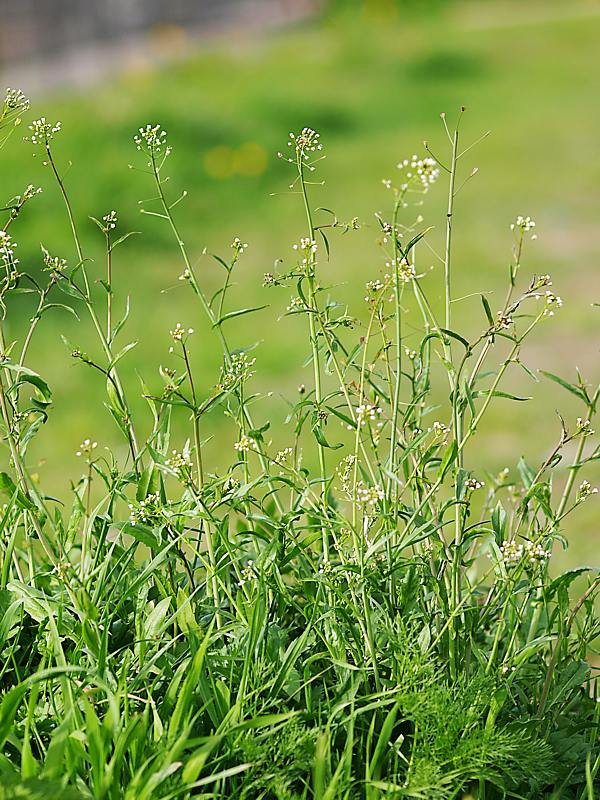 Изображение особи Capsella bursa-pastoris.